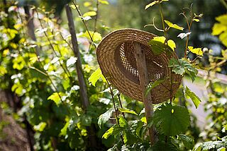 Unterwegs in den Weinbergen von Carl Loewen Unterwegs in den Weinbergen von Carl Loewen