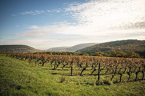 Cote d'or Weinberge