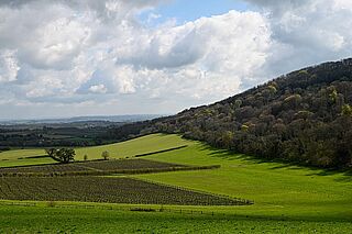 Vingårde i Storbritannien