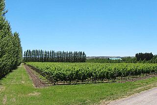 Vingård, vingård, Bodega Chacra Vingård, vingård, Bodega Chacra