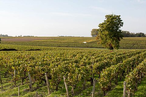Weinberge in Haut Medoc