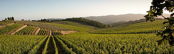 Toskana Weinfeld, Weinberge
