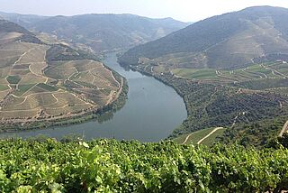 Weinberg von Poeira Weinberg von Poeira am Fluss