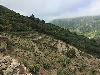 Weinfeld an einem Hang