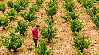 In den Weinbergen von Bodegas Maranones