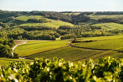 Weinberge in der Champagne