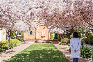 Kirsebærblomster ved Dalla Valle