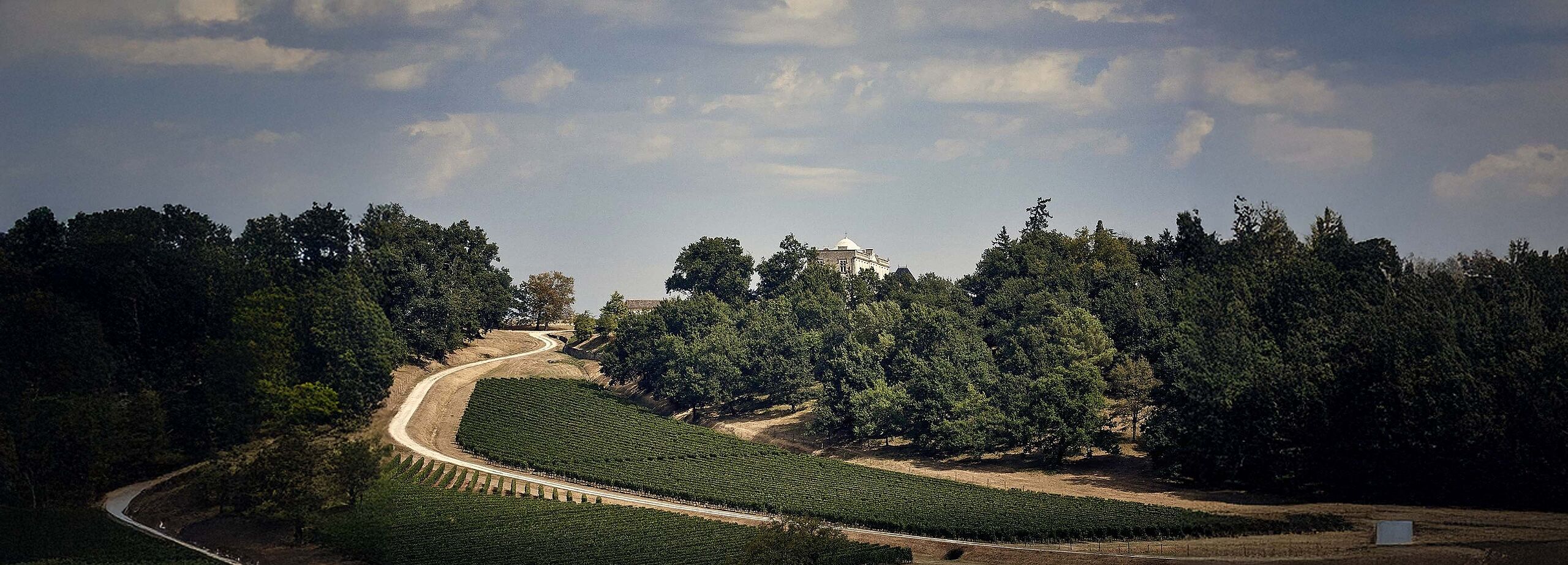 Weinberg in Bordeaux