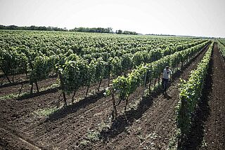 Weinberge von Johann Schwarz