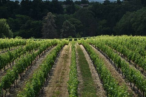 Weinberge in Saint Amand