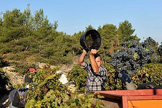 Domaine de Trevallon