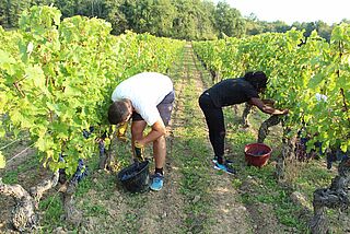 Winzer auf dem Weinberg beim Ernten
