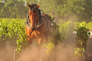 Domaine de Chevalier