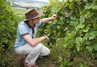 Vinbonde på vinmarken, Francoise Bedel vingård