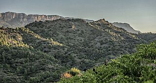 Weinberge und Weinfeld Terroir al Limit