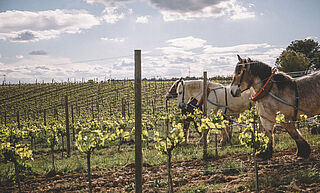 Gramona Cavalls, Spanien