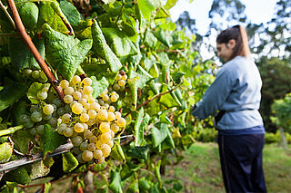 In den Weinbergen von Rias Baixas