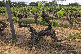 Weinfeld des Weinguts Rumo Vinhos Weinfeld des Weinguts Rumo Vinhos