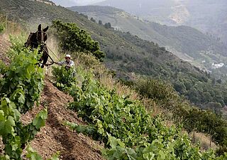 Hest og arbejder i vinmarkerne Descendientes de J. Palacios