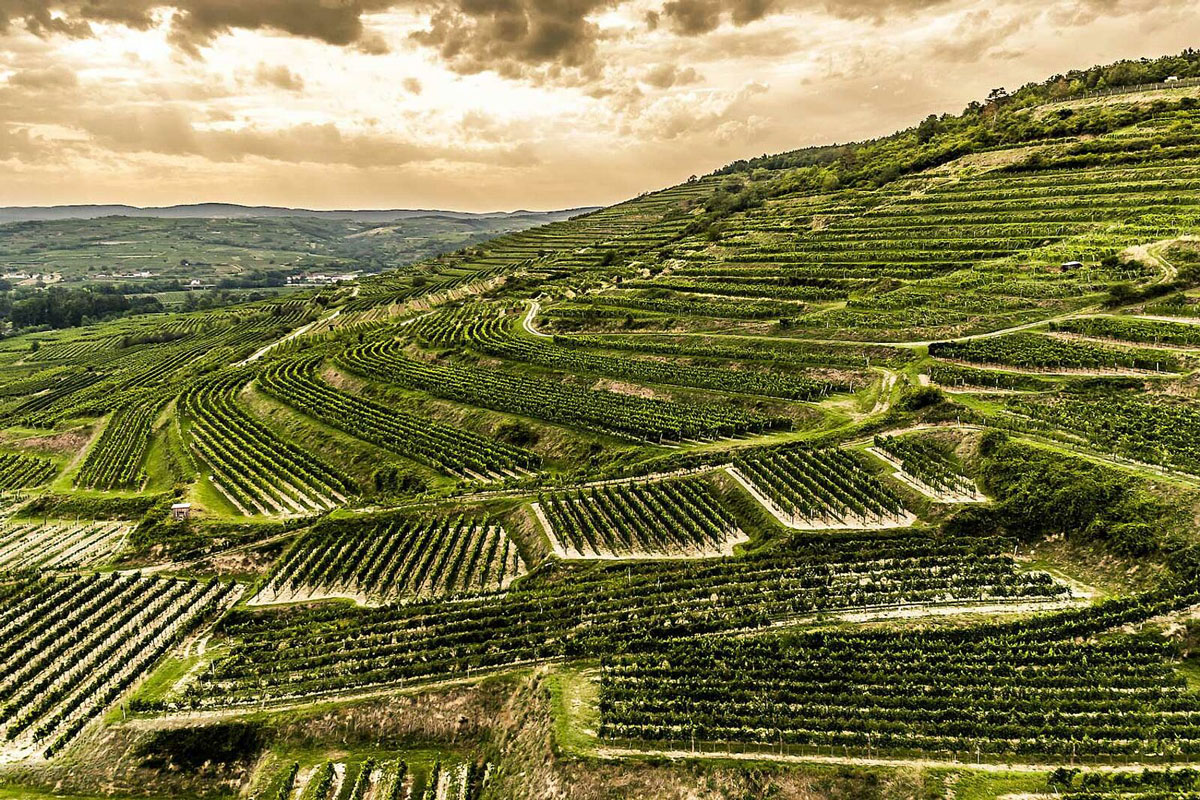 Weinberge von Bründlmayer