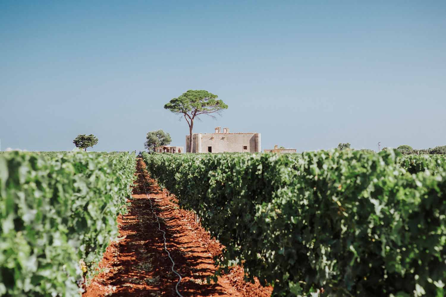 Agricole Vallone Weingut mit Rebstöcken