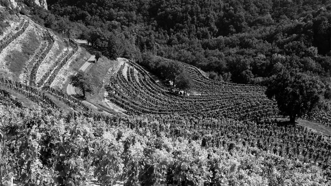 Domaine Alain Voge
