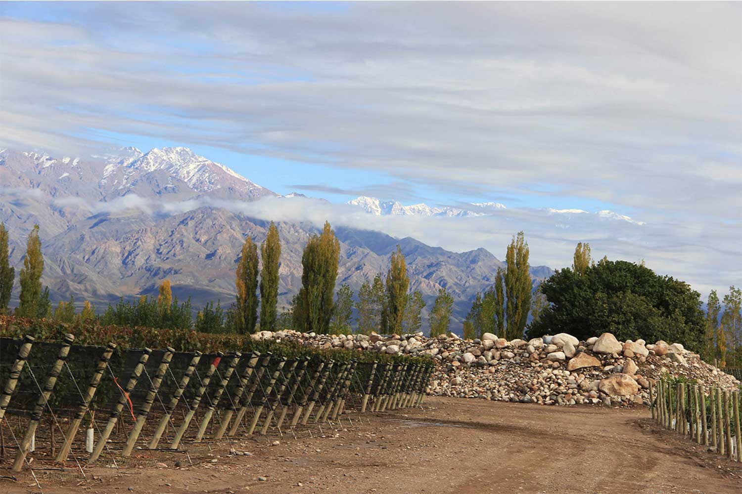 Bodega Zuccardi Weinberg vor Gebirge