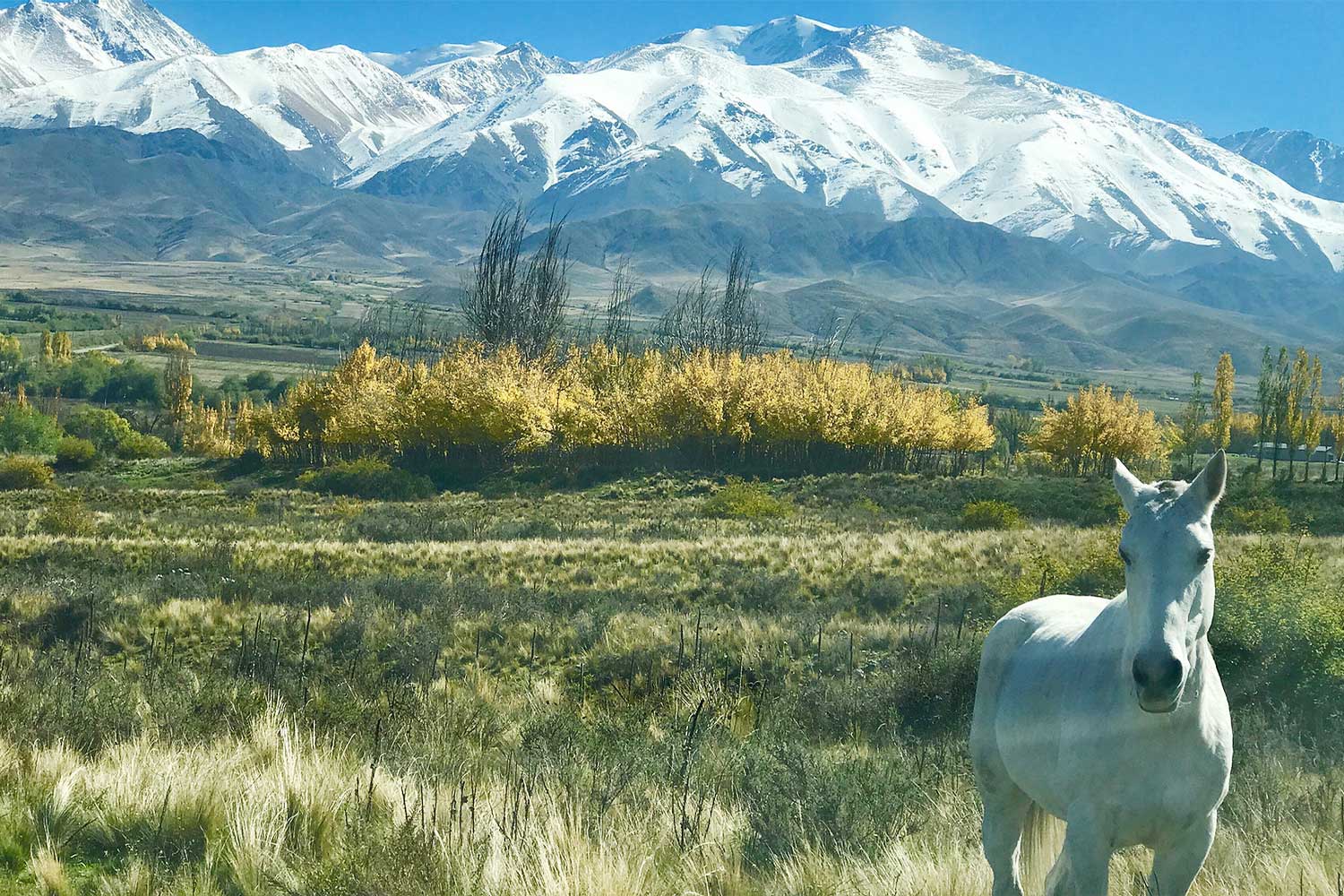 Vaglio Weinberg mit Gebirge im Hintergrund und Pferd im Vordergrund
