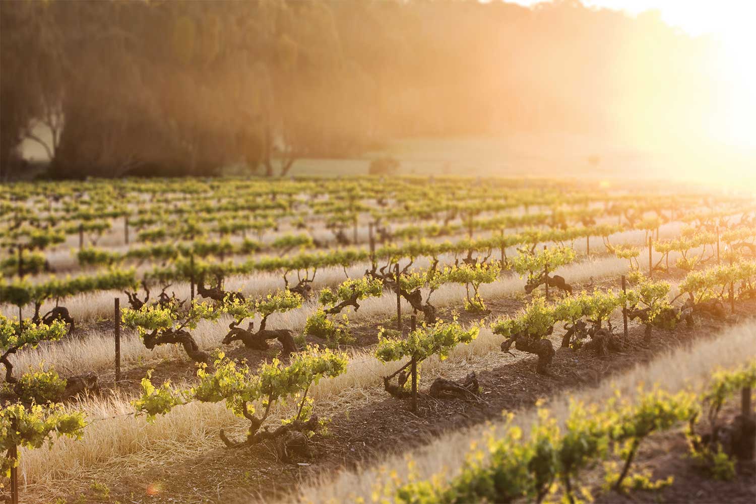 Weinberge von Penfolds 