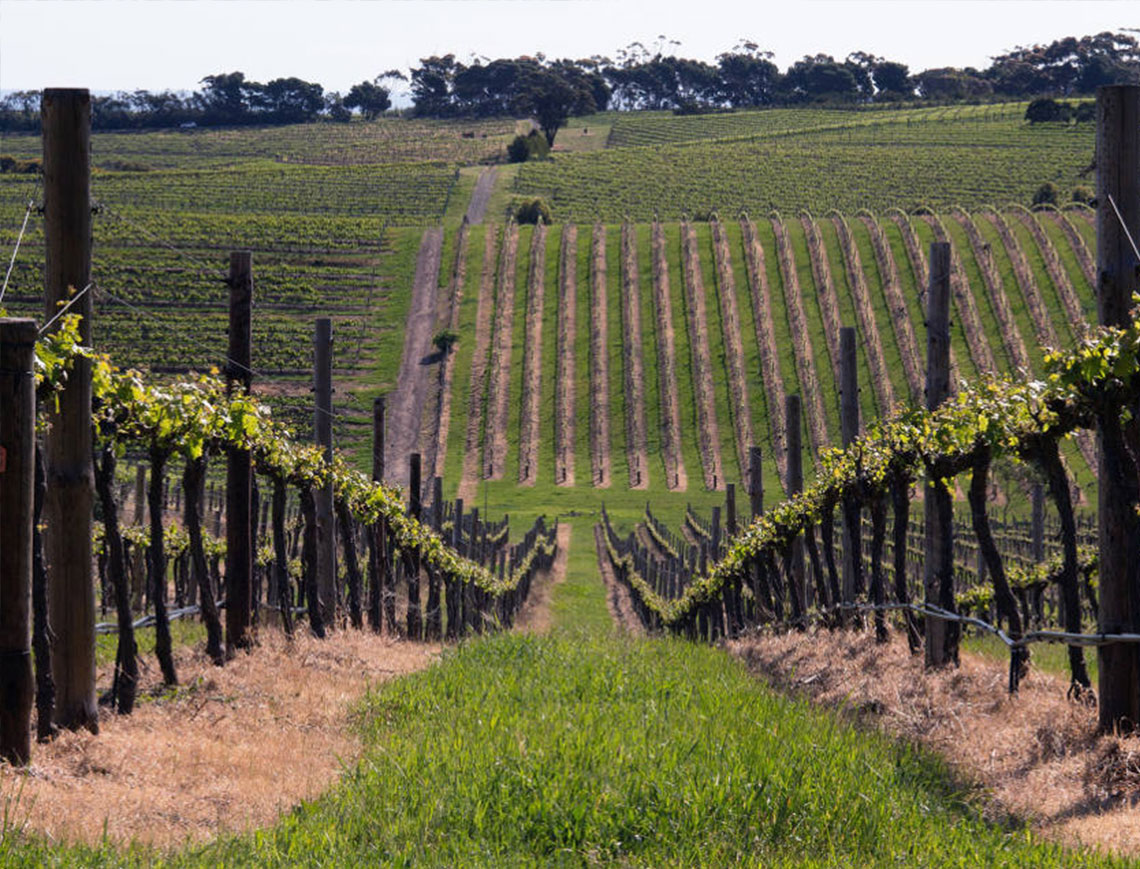 Weinland Australien, Weinberge