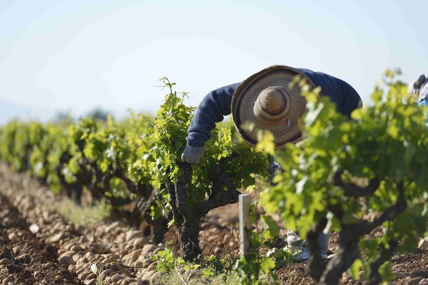 Beaucastel Perrin