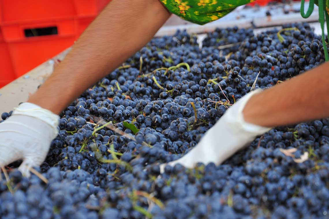 Weinlese bei Ivo Varbanov