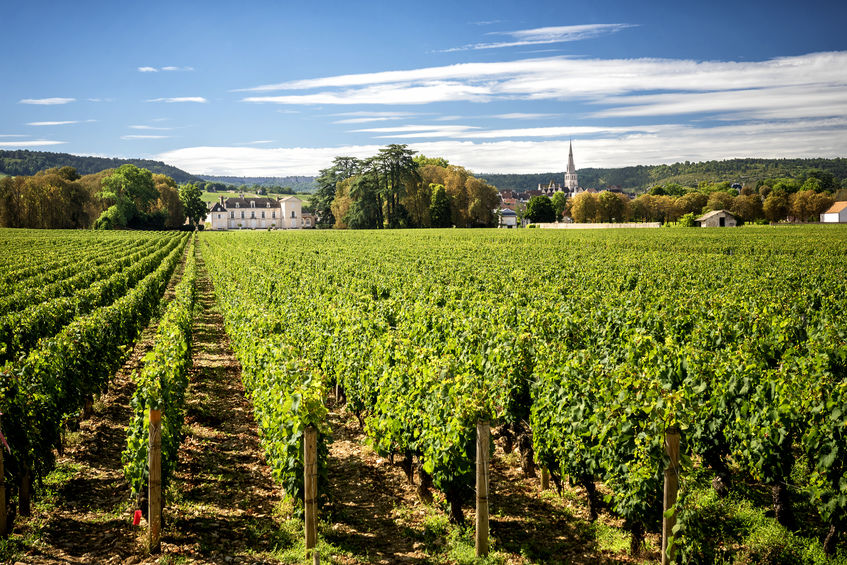 Chateau de Meursault in Montrachet