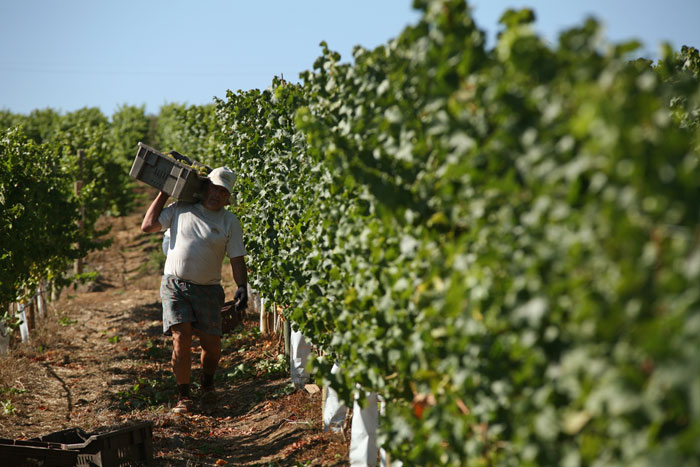 Arbeiter bei der Ernte im Weinfeld