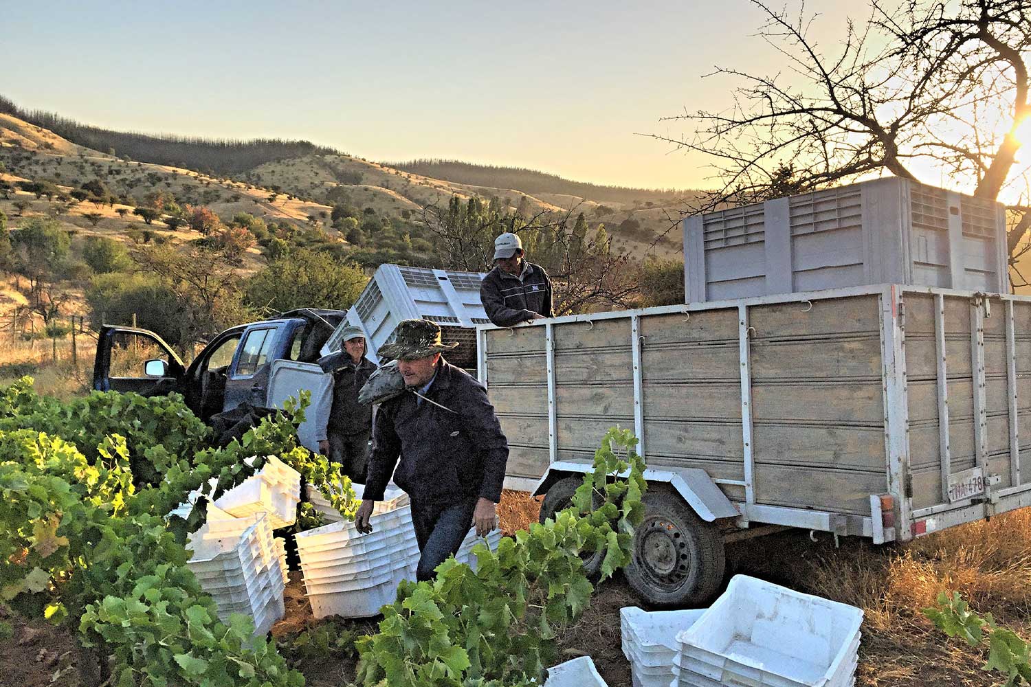 Arbeiter ernten Trauben im Weinberg von Garage Wine