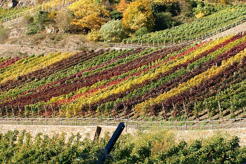 Weinberg in der Weinregion Ahr
