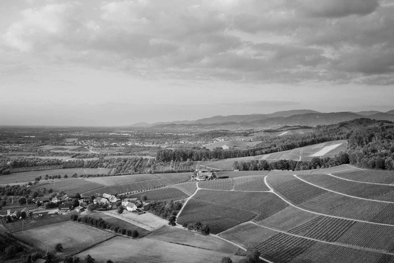 Panorama der Weinberge von Alexander Laible