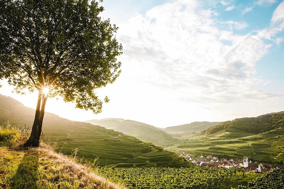 Weinregion Baden, Weinanbau, Baum und blauer Himmel