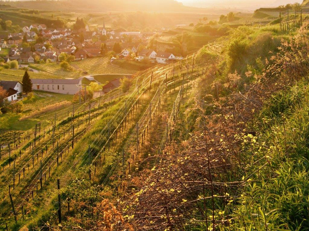 Weinberge