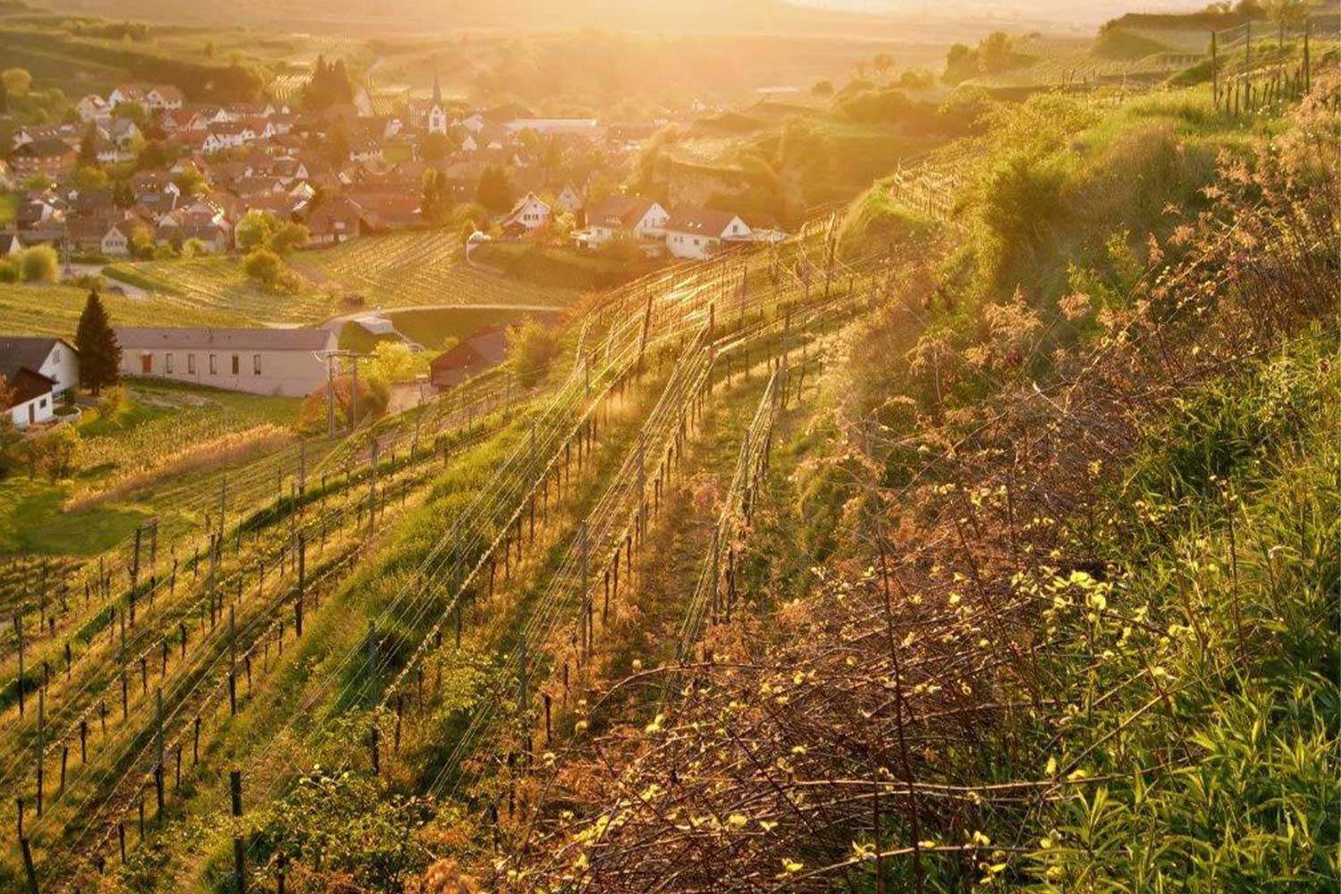 Holger Koch Weine kaufen Lobenbergs Gute Weine