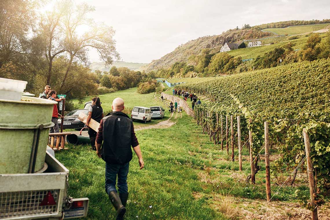 Weinlese bei Dönnhoff an der Nahe