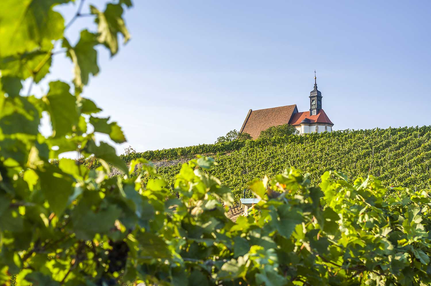 Franken Kirche Volkach Wein