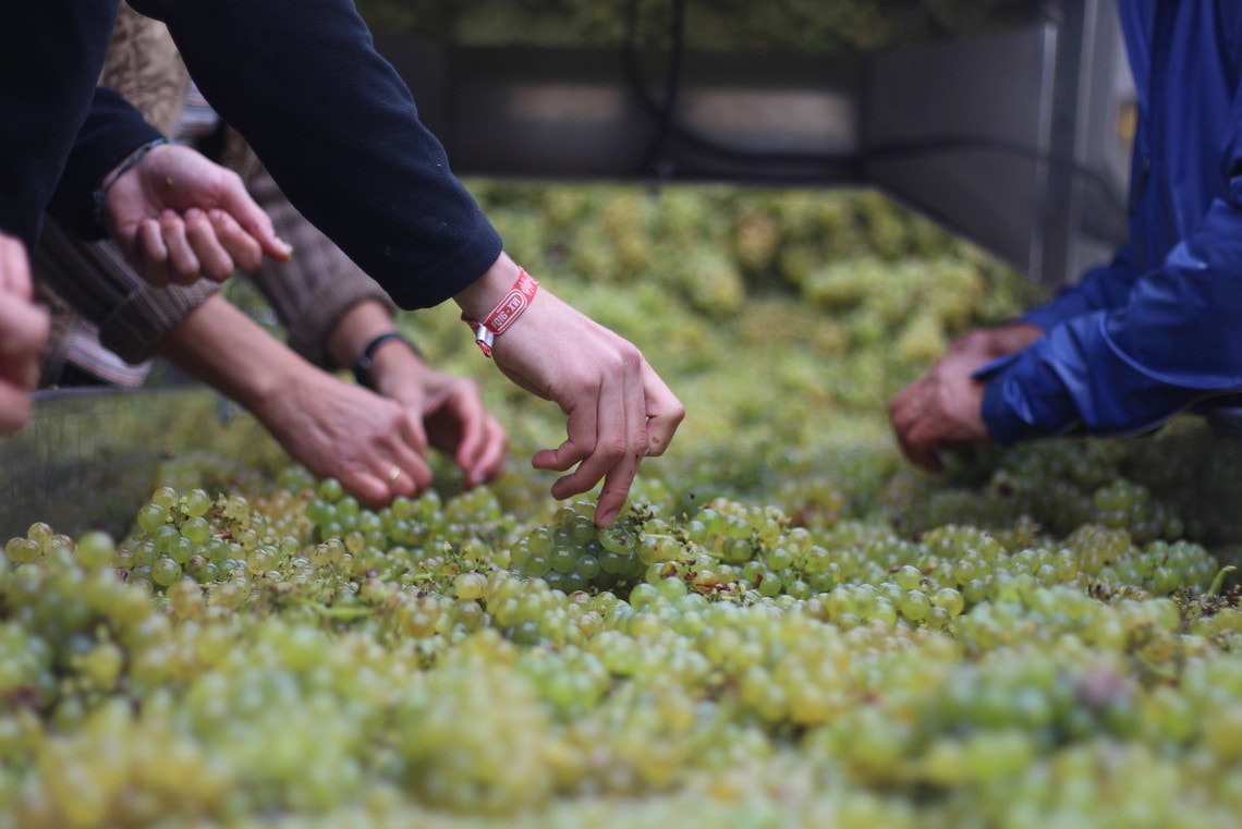 Weinregion Franken, Arbeiter bei der Weinlese (closeup)