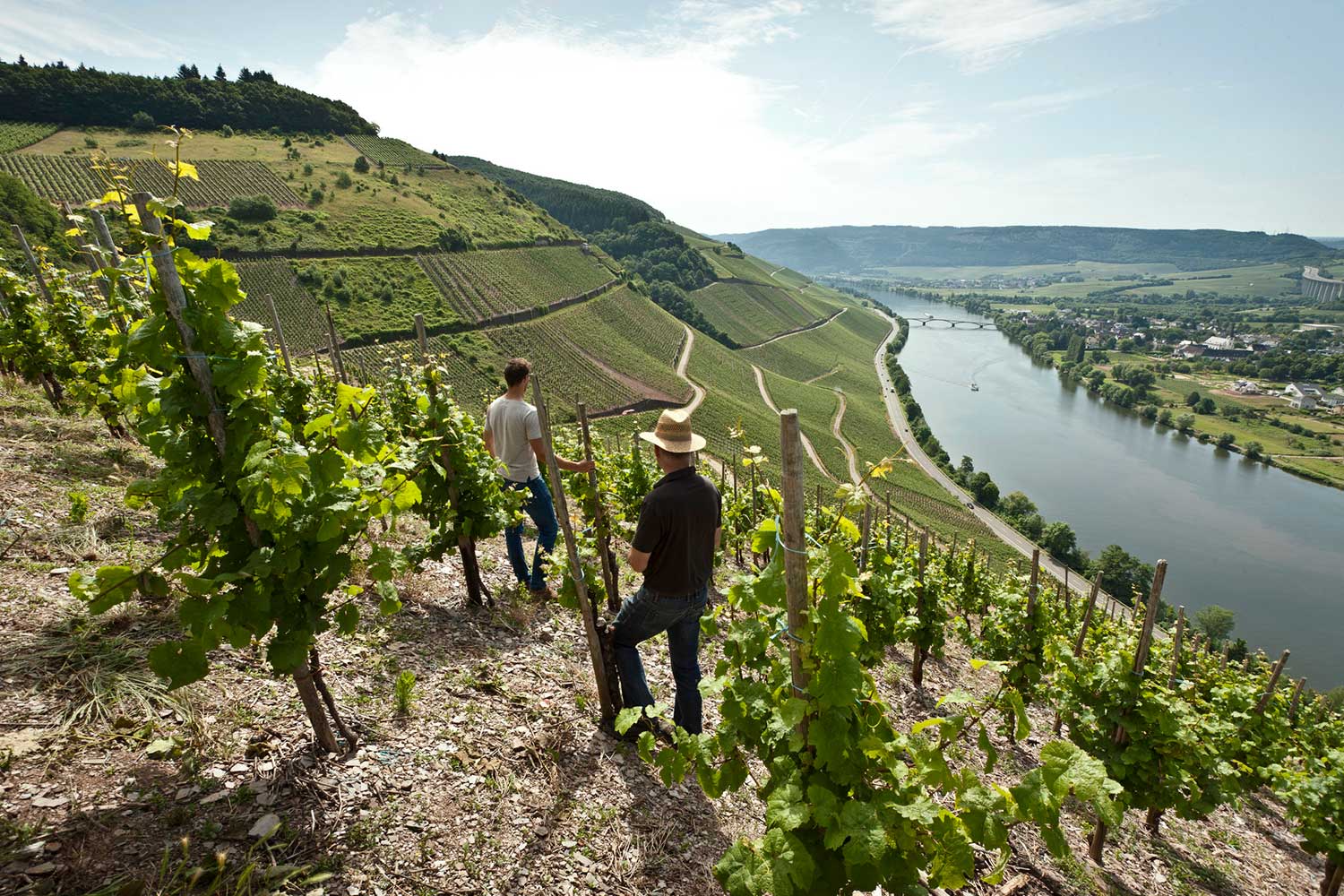 Weinberge von Carl Loewen an der Mosel
