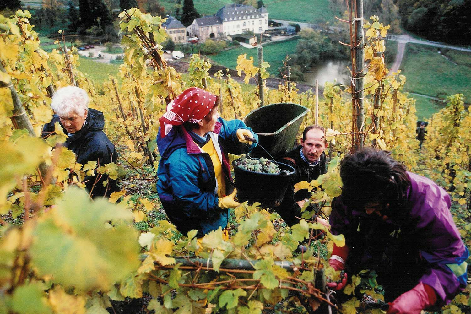 Weinlese bei Egon Müller