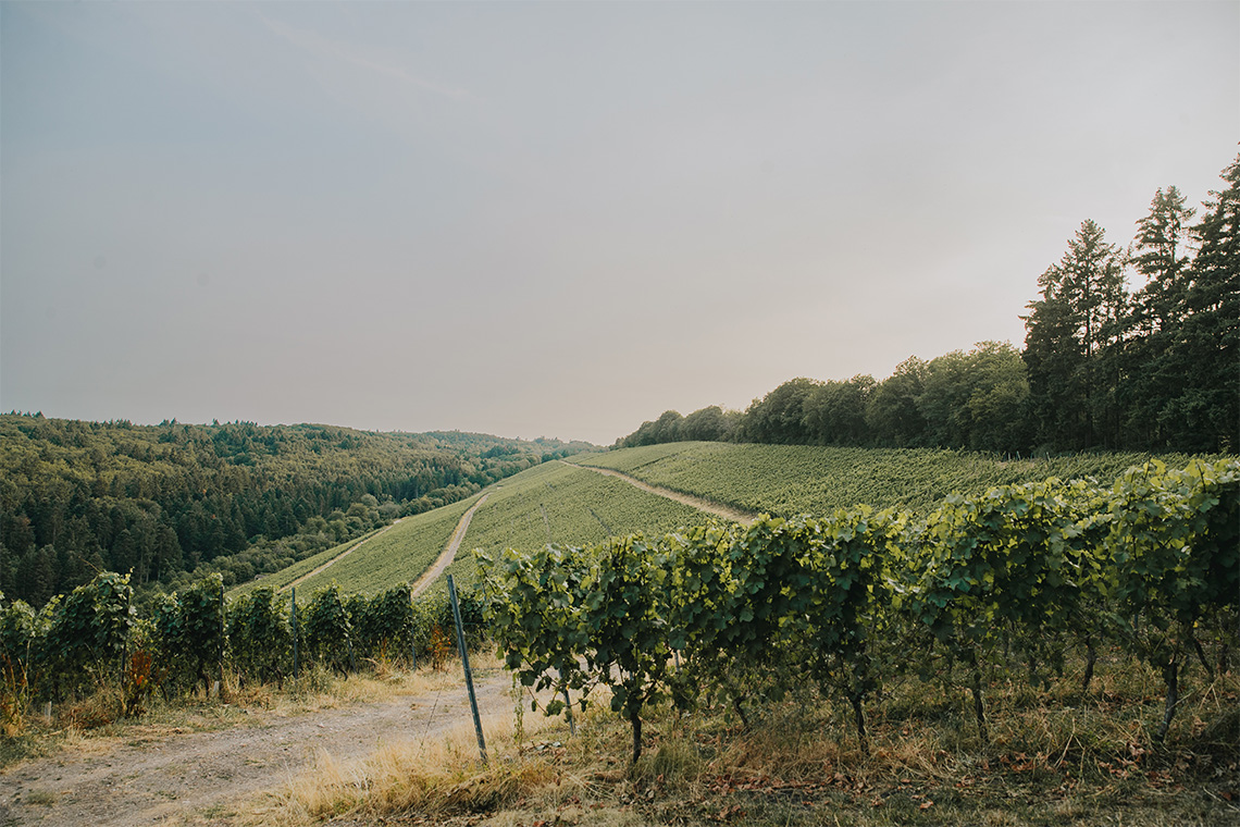 Die Weinberge vom Winzer Maximin Grünhaus