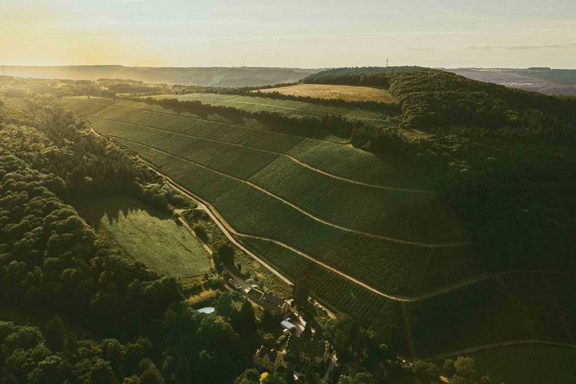 Weinberg von Maximin Grünhaus