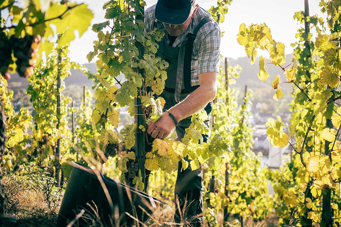 Prüm Weinlese