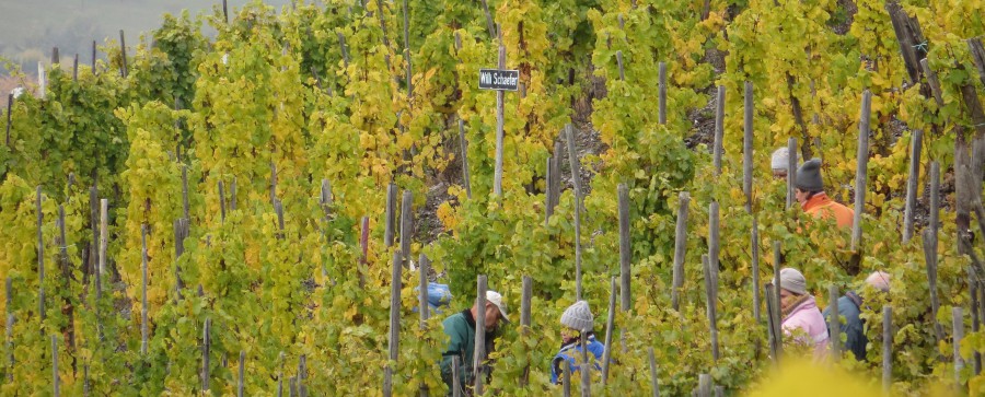 Weinberge