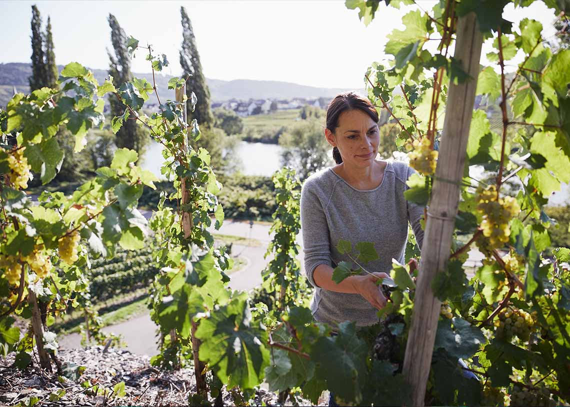 Weinregion Mosel Saar Ruwer, Frau bei der Weinlese